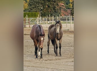 Mustang (kanadisch) Mix, Stute, 2 Jahre, 155 cm, Buckskin