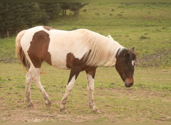 Mustang (kanadisch), Stute, 2 Jahre, 157 cm, Tobiano-alle-Farben