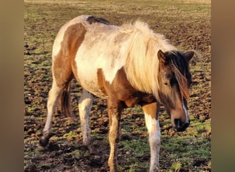 Mustang (kanadisch), Stute, 2 Jahre, 157 cm, Tobiano-alle-Farben