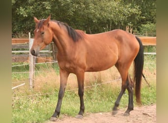 Mustang (kanadisch), Stute, 3 Jahre, 157 cm, Brauner