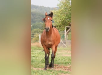 Mustang (kanadisch), Stute, 3 Jahre, 157 cm, Brauner