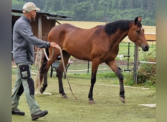 Mustang (kanadisch), Stute, 3 Jahre, 157 cm, Brauner