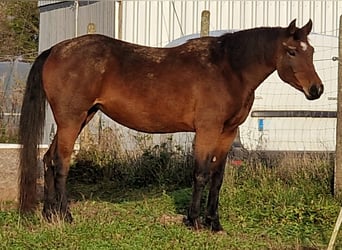 Mustang (kanadisch), Stute, 4 Jahre, 157 cm, Brauner