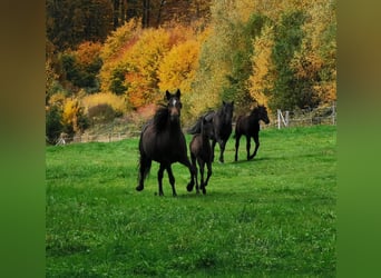 Mustang (kanadisch), Stute, 7 Jahre, 157 cm, Schwarzbrauner