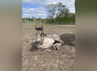 Mustang (kanadisch), Stute, Fohlen (05/2023), 150 cm, Buckskin