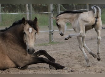 Mustang (kanadisch), Stute, Fohlen (05/2023), 150 cm, Buckskin