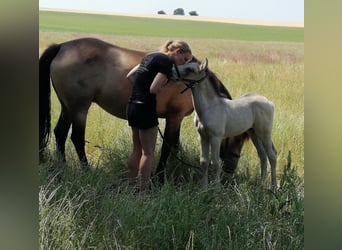 Mustang (kanadisch), Stute, Fohlen (05/2023), 150 cm, Buckskin