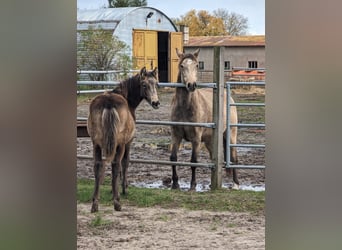 Mustang (kanadisch), Stute, Fohlen (05/2023), 150 cm, Buckskin