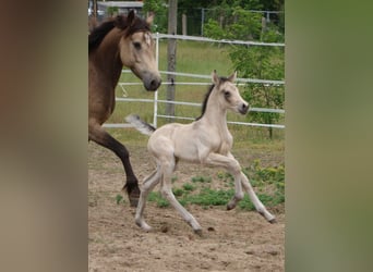 Mustang (kanadisch), Stute, Fohlen (05/2023), 150 cm, Buckskin