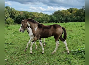 Mustang (kanadisch), Stute, Fohlen (05/2023), 153 cm, Schecke