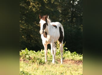 Mustang (kanadisch), Stute, Fohlen (06/2023), 154 cm, Schecke