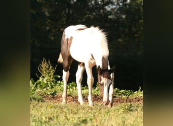 Mustang (kanadisch), Stute, Fohlen (06/2023), 154 cm, Schecke