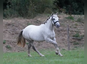 Mustang (american), Gelding, 10 years, 14.1 hh, Grey