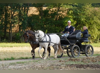 Mustang (american), Gelding, 10 years, 14.1 hh, Grey