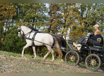 Mustang (american), Gelding, 10 years, 14.1 hh, Grey