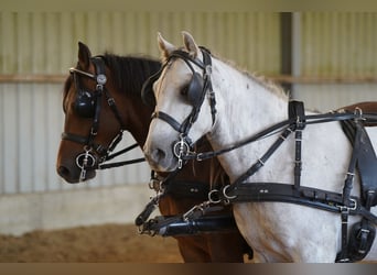 Mustang (american), Gelding, 10 years, 14.1 hh, Grey