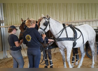 Mustang (american), Gelding, 10 years, 14.1 hh, Grey