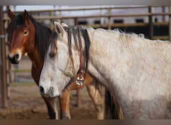 Mustang (american), Gelding, 10 years, 14 hh, Grey