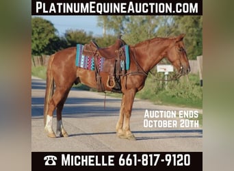 Mustang (american), Gelding, 10 years, 15.1 hh, Sorrel