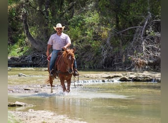 Mustang (american), Gelding, 10 years, 15.1 hh, Sorrel