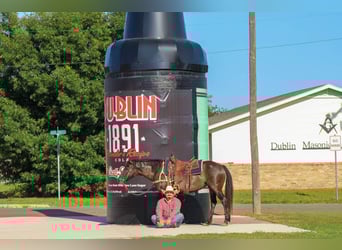 Mustang (american), Gelding, 11 years, 14 hh, Grullo