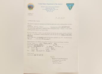 Mustang (american), Gelding, 11 years, 15,1 hh, Sorrel