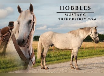 Mustang (american), Gelding, 12 years, 14.2 hh, Grey-Fleabitten