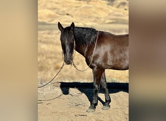 Mustang (american), Gelding, 12 years, 14,2 hh, Black