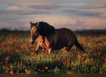 Mustang (american), Gelding, 12 years, 15 hh, Brown