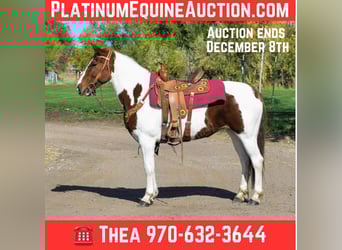 Mustang (american), Gelding, 12 years, 15 hh, Chestnut