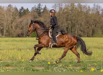Mustang (american), Gelding, 13 years, 15,2 hh, Brown