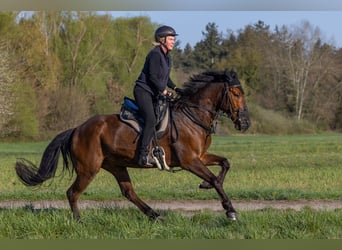 Mustang (american), Gelding, 13 years, 15,2 hh, Brown