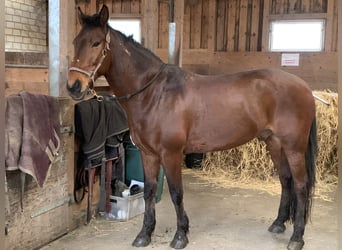 Mustang (american), Gelding, 13 years, 15,2 hh, Brown