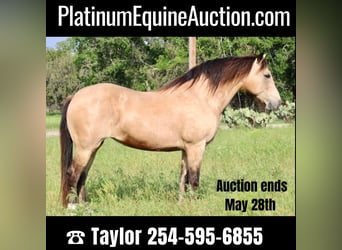 Mustang (american), Gelding, 14 years, 14.3 hh, Buckskin