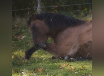 Mustang (american), Gelding, 14 years, 14.3 hh, Dun