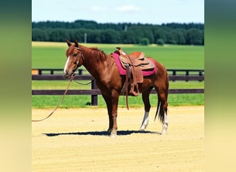 Mustang (american), Gelding, 14 years, 14 hh, Sorrel