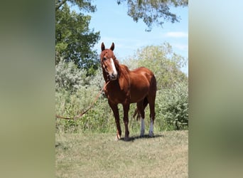 Mustang (american), Gelding, 14 years, 14 hh, Sorrel