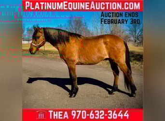 Mustang (american), Gelding, 14 years, 15.2 hh, Dun