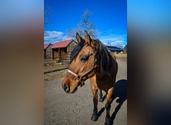 Mustang (american), Gelding, 14 years, 15.2 hh, Dun