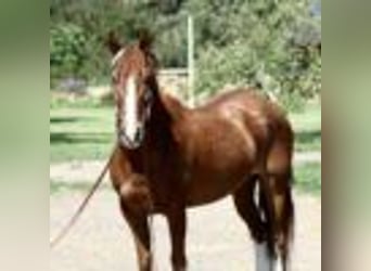 Mustang (american), Gelding, 15 years, 15 hh, Sorrel