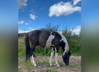 Mustang (american), Gelding, 2 years, 13.1 hh, Pinto
