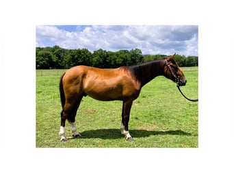 Mustang (american), Gelding, 2 years, 14 hh, Bay