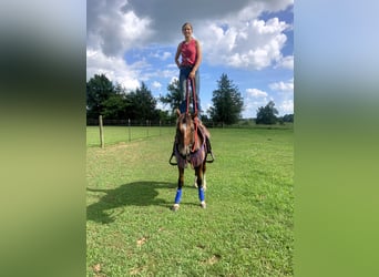 Mustang (american), Gelding, 2 years, 14 hh