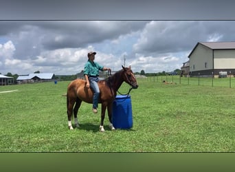 Mustang (american), Gelding, 2 years, 14 hh