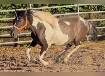 Mustang (american), Gelding, 2 years, 14,1 hh, Grullo