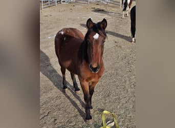 Mustang (american), Gelding, 3 years, 14.3 hh, Leopard-Piebald