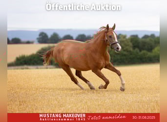 Mustang (american), Gelding, 3 years, 14 hh, Chestnut-Red