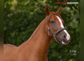 Mustang (american), Gelding, 3 years, 14 hh, Chestnut-Red