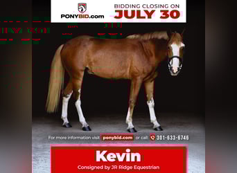 Mustang (american), Gelding, 4 years, 13,3 hh, Sorrel