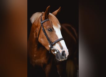 Mustang (american), Gelding, 4 years, 13,3 hh, Sorrel